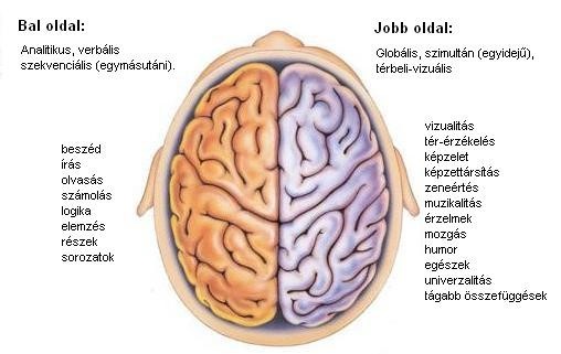 Vizuális terület az agyban.